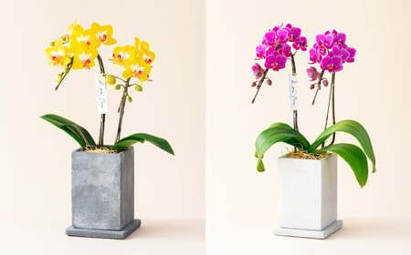 ミディ 胡蝶蘭 KouBou 大地 2本立ち 1個 花 お花 植物 蘭 洋蘭 ラン インテリア  アレンジ アレンジメント 鑑賞 観賞用 贈答用