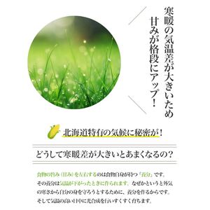【2026年夏発送】訳あり とうもろこし ピュアホワイト 20本 富良野産 生で食べられる コーン