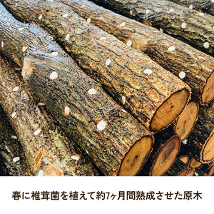 すぐ生える しいたけ 栽培用 原木 ホダ木 2本 セット 椎茸栽培 しいたけ栽培キット しいたけ栽培セット 栽培 栽培キット 栽培セット 淡路島 洲本市　お届け：11月上旬～2月末まで