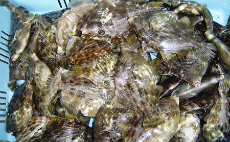 天然 活じめ 本カワハギ 3～6尾 1kg セット 詰め合わせ 淡路島由良産 下処理済み カワハギ 魚 鮮魚 魚介 魚介類 海鮮 海鮮セット 冷蔵 洲本市　お届け：2026年9月初旬～2027年1月下旬