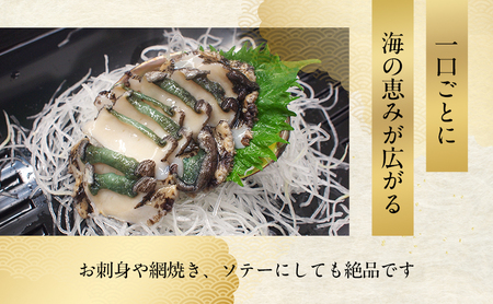 天然 活あわび 280g (2～3個) 活鮑 黒あわび 赤あわび あわび 鮑 貝 貝類 海鮮セット 刺身 お刺身 BBQ バーベキュー 海鮮 冷蔵 淡路島 洲本市