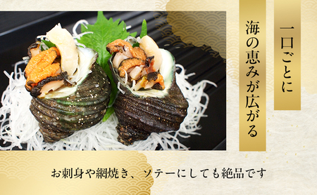 天然 活あわび 活サザエ セット 詰め合わせ アワビ 3～4個 サザエ 5～6個 活鮑 黒あわび あわび 鮑 石巻貝 貝 貝類 海鮮 海鮮セット 刺身 お刺身 BBQ バーベキュー 冷蔵 淡路島 洲本市