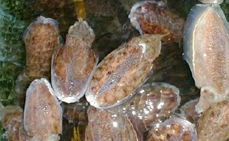 由良漁港 水揚げ 鮮魚 詰め合わせ セット 5～10匹 魚 貝 魚介 魚介類 魚介セット 海鮮 海鮮セット 海の幸 おかず 朝食 淡路島 洲本市