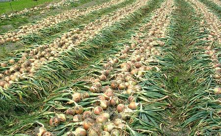 ふれあい市の会 つり玉ねぎ 5kg 玉ねぎ 野菜 旬の野菜 旬 甘い 淡路島 洲本市　お届け：2026年６月下旬～2026年11月中旬