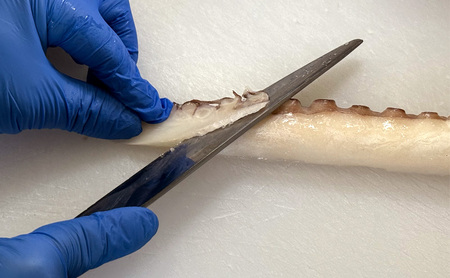 キタフジ たこしゃぶ 340g セット 詰め合わせ タコしゃぶ タコ 蛸 たこ しゃぶしゃぶ 魚介 魚介類 海鮮 海鮮セット 淡路島 洲本市