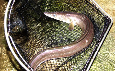 ハモの本場 淡路島産 極上 はも 約1.2kg (約4人前) ハモ 鱧 鱧鍋 湯引き 鱧しゃぶ 魚 魚介 魚介類 海鮮 海の幸 骨切り 美味しい 冷蔵 淡路島 洲本市　お届け：5月中旬～11月下旬