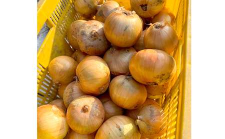 淡路島産 たまねぎ 10kg 玉ねぎ 玉葱 タマネギ 甘い 野菜 兵庫県 洲本市 淡路島