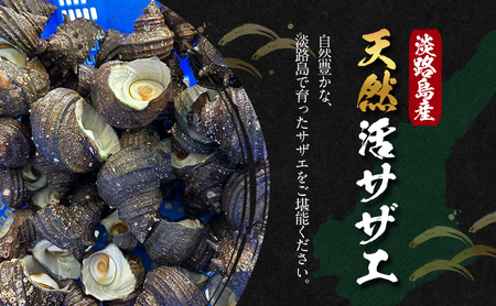 天然 活サザエ 1kg サザエ さざえ 貝 貝類 魚介 魚介類 海鮮 海鮮セット 刺身 お刺身 つぼ焼き 淡路島 洲本市　お届け：6月上旬～3月上旬