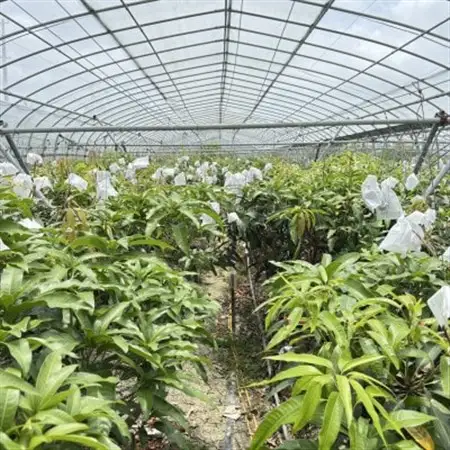 今帰仁産 山城フルーツ園の冷凍キンミツマンゴー 600g(300g×2パック)【配送不可地域：離島】【1662751】