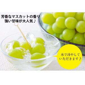 世羅町産 シャインマスカット2kg(4～5房)【ご家庭用･先行予約】数量限定 空の雫 シャイン マスカット ぶどう 葡萄 ブドウ フルーツ 果物 くだもの 産地直送 世羅 世羅産 サンワファーム【2026年10月以降順次発送】  A025-04