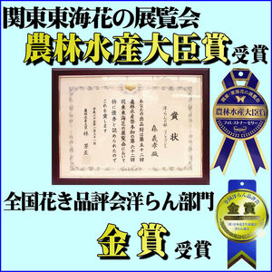 花 胡蝶蘭 白 3本仕立て 花