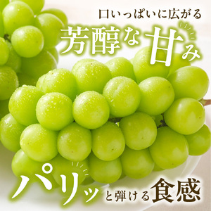 【 2026年発送 】岡山県産白桃 ロイヤル＆シャインマスカット 約2kgセット（令和8年6月中旬～8月上旬発送）【桃 シャインマスカット】