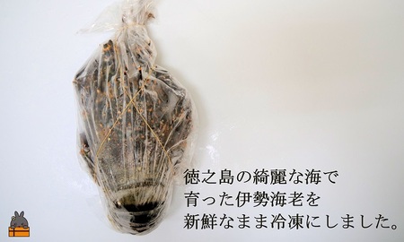 新鮮なまますぐ冷凍!!徳之島産冷凍伊勢海老1尾（500g~700g） （ 伊勢えび イセエビ 伊勢えび 伊勢エビ えび エビ 海老 鍋 ご馳走 海の幸 料理 焼き 人気 海産物 家族 正月 お祝い ）