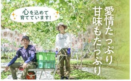 【2回定期便】秋と冬に食べるシャインマスカット 2房（約1kg）× 2回［おぶせファーマーズ］ 果物 フルーツ ぶどう 葡萄 数量限定 長野 信州 令和8年産 【2026年10月～12月発送予定】