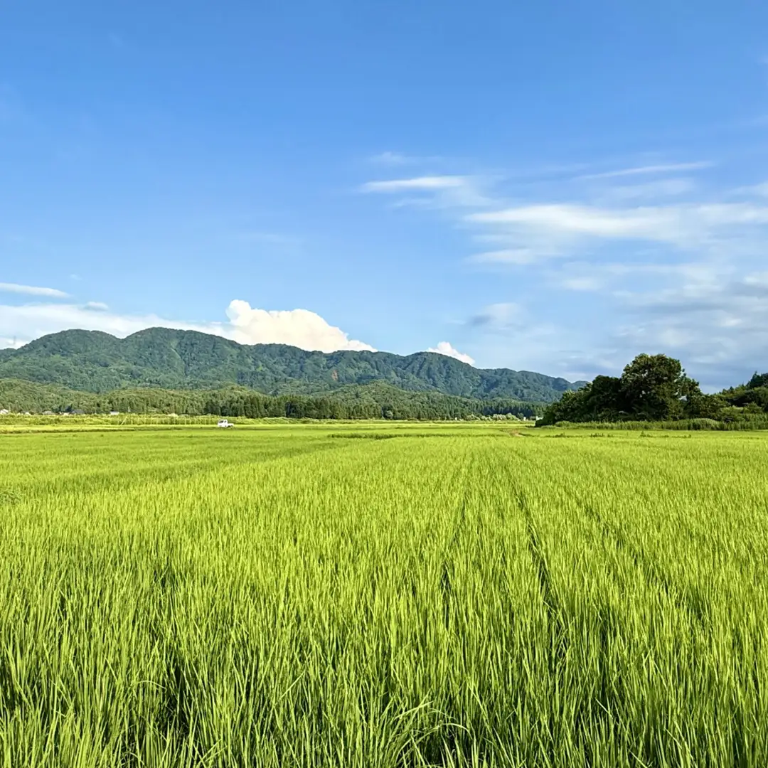 【 令和7年産 】 コシヒカリ ・ にじのきらめき 食べ比べ セット 合計10kg (各5kg) 米 ごはん もっちり 後味すっきり 甘い コメ お米 精米 銘柄米 [AX014sa]