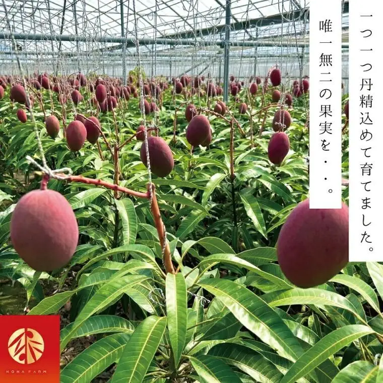 【Rouge Bell】アップルマンゴー 約800g以上(2玉) 