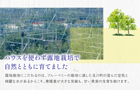 森のともだち農園 冷凍ブルーベリー 1kg【V003270K1】