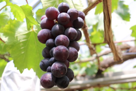 【令和８年分 先行予約】巨峰1.5Kg《山本観光ぶどう園》