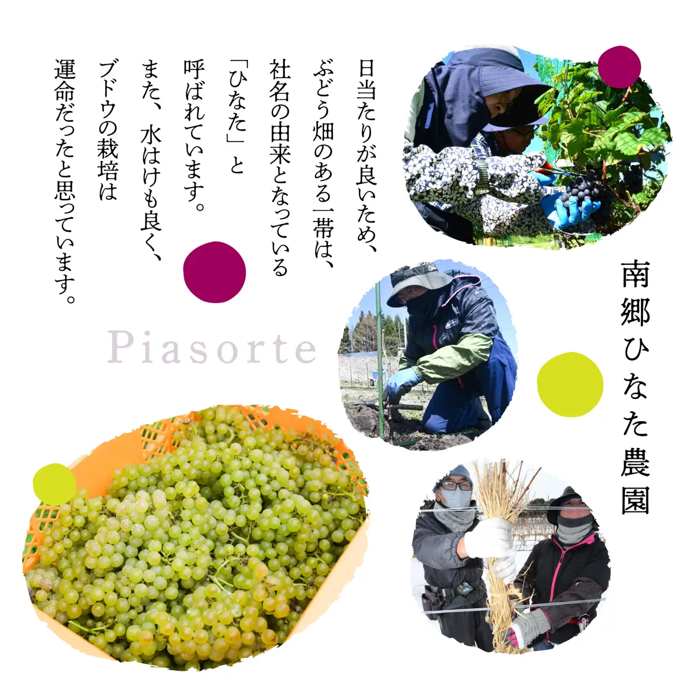 南郷ひなた農園 日本ワイン ピアソルテ メルロー2023 750ml × 1本 青森県 八戸市