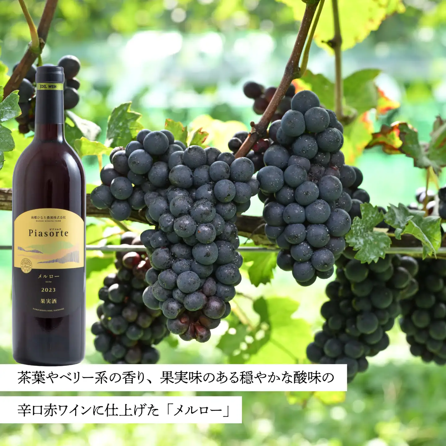 南郷ひなた農園 日本ワイン 2本セット ピアソルテ シャルドネ2023 ピアソルテ メルロー2023 750ml × 各1本 青森県 八戸市