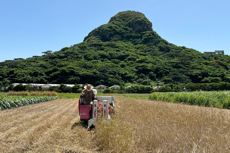 小麦粉 全粒粉 伊江島産 江島神力 ムジヌフ 500g [カフェ・イーサビ（cafe E-SABI) 沖縄県 伊江村 ie47bgj640000]