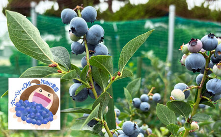 ブルーベリージャム [VER001]ジャム