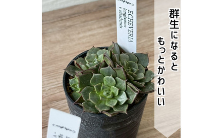 レア多肉・原種エケベリア詰め合わせ（5種類） / 植物 インテリア 苗 自然 ナチュラル 緑 栽培 趣味 【見元園芸】[ATHY001]