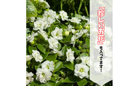 季節の花苗詰め合わせ（おまかせ12種）/ 花 インテリア 苗 自然 ナチュラル 緑 栽培 趣味 【見元園芸】[ATHY009]