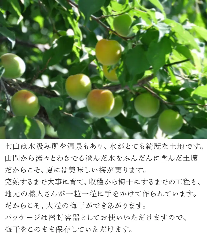 唐津七山 南高梅大粒はちみつ味 500g×2(合計1kg)「 irodoriからつ 四季の返礼品」山間から湧き出る澄んだ水をふんだんに含んだ土壌で栽培