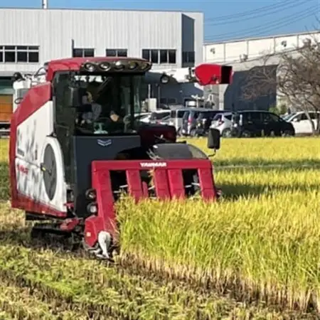 令和7年産 岐阜県羽島市産ハツシモ 玄米30kg(30kg×1袋)【1669152】