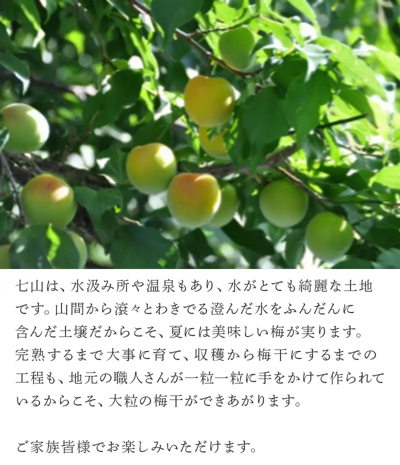 唐津七山 南高梅2種食べ比べ 500g×2(合計1kg)「irodoriからつ四季の返礼品・はちみつ味・田舎しそ味」山間から湧き出る澄んだ水をふんだんに含んだ土壌で栽培