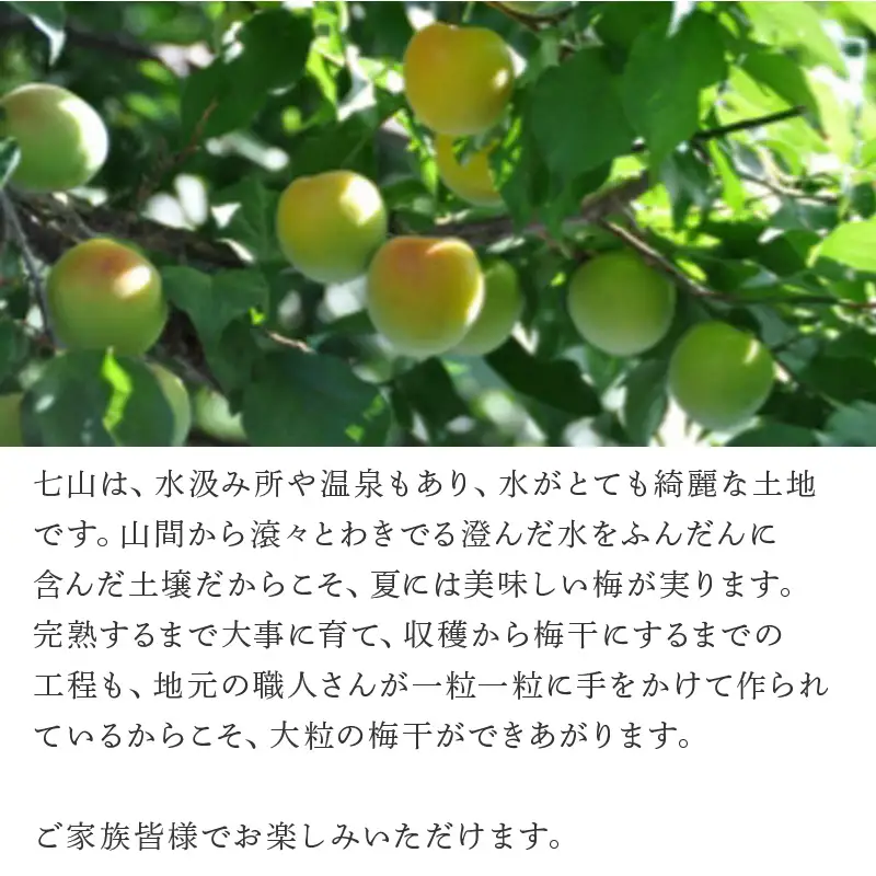 唐津七山 南高梅大粒しそ味 500g×2(合計1kg)「irodoriからつ四季の返礼品」山間から湧き出る澄んだ水をふんだんに含んだ土壌で栽培