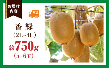 キウイ　美しい緑が鮮やかな　香緑 約750g | 果物 フルーツ 香緑 こうりょく キウイ グリーン フレッシュ ジューシー 香り 爽やか 旬の果物 人気 おすすめ 贈答 贈り物 青果物 糖度 香川県 三木町 |_mk165-018
