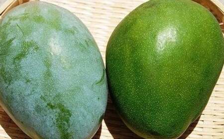 キーツマンゴー 約2kg（2～3玉）完熟マンゴー  幻の果実