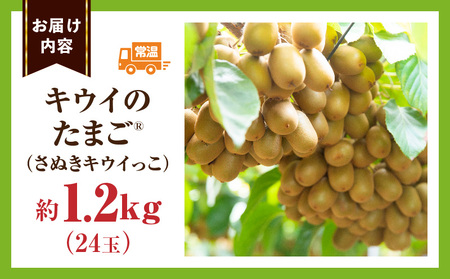 こつぶでちゅるん　キウイフルーツ【キウイのたまごR】(キウイっこ)　約1.2kg |果物 フルーツ さぬき キウイっこ キウイフルーツ グリーン キウイ 小さい 濃厚 フレッシュ ジューシー 香り 爽やか 旬の果物 人気 おすすめ 贈答 贈り物 青果物 糖度 香川県 三木町 |_mk165-020