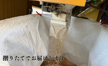 【スピード発送】 コシヒカリ 精米 30㎏ 令和7年産 コシヒカリ こしひかり 元田農産
