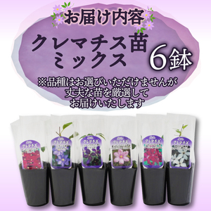 花苗 クレマチス ミックス 6鉢 花苗 ギフト ガーデニング