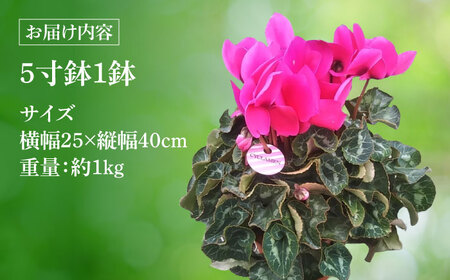 【12月上旬より順次発送】 シクラメン 鉢花 / 瑞浪市 中山園芸 花 お花 お祝い 鉢植え 生花 ギフト プレゼント フラワー[AZDC001]