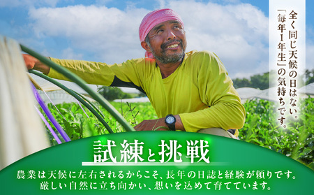 王様 トマト 贅沢 セット M001-003 野菜 三浦野菜