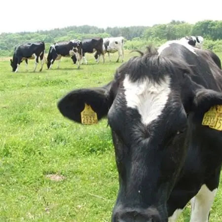 【毎月定期便】岩泉ヨーグルト 加糖(1kg×2袋)全3回【配送不可地域：離島】【4069393】