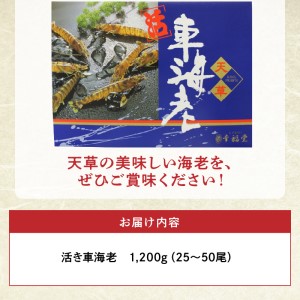 S005-003_【鮮度抜群】厳選・幸福堂の活き車えび(1,200g)〈先行予約〉 / 車エビ 車海老 エビ えび