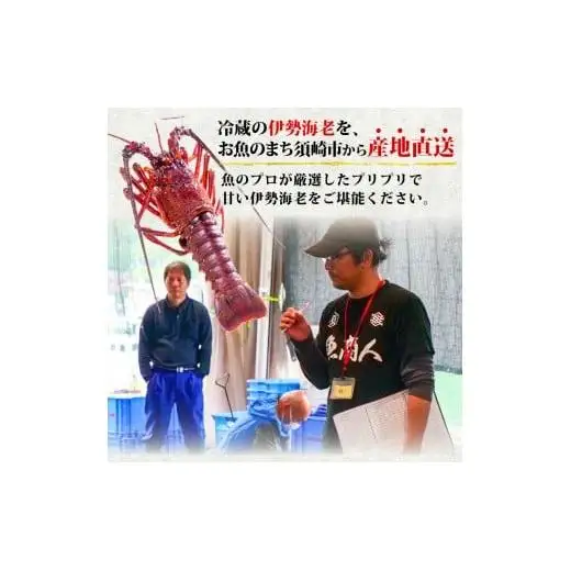 【 伊勢海老 】 伊勢海老1.5kg