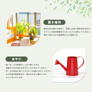 2026年4月上旬～発送【観葉植物】ザミオクルカス・ザミフォーリア 55cm～75cm(JAいぶすき/IB165-015) 観葉植物 植物 グリーン 鉢 おしゃれ 大型 インテリア 室内 開店祝い 新築祝い 引越し祝い オフィス ギフト マイナスイオン  観葉植物 ※北海道・沖縄・離島配送不可
