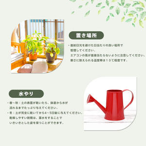 2026年4月上旬～発送【観葉植物】モンステラ・オーレア 40cm～60cm(JAいぶすき/IB165-018) 観葉植物 植物 グリーン 鉢 おしゃれ 大型 インテリア 室内 開店祝い 新築祝い 引越し祝い オフィス ギフト マイナスイオン モンステラ 斑入り  観葉植物 ※北海道・沖縄・離島配送不可