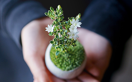【鉢皿色・藍色】 白鳥花 ハクチョウゲ 盆栽 植物 石木花 sw-bohkx380 ※沖縄・離島への配送不可