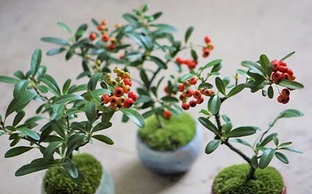 【鉢皿色・白】 トキワサンザシ 常盤山査子 盆栽 植物 石木花 sw-botkx380