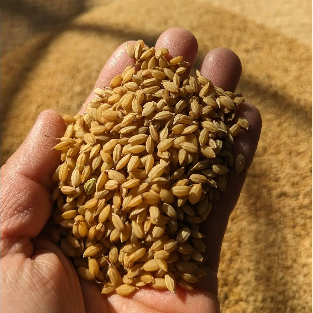 なつほのか 10kg （精米）【先行予約／数量限定】