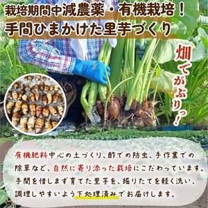 【先行予約】 さといも 1.2kg｜ 里芋 里いも さといも tsuguchan007_01