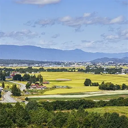 【毎月定期便】山形県産　はえぬき　精米　5kg全6回【4074791】