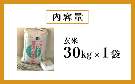 米 ひとめぼれ 玄米 30kg 令和7年産 ヒトメボレ お米 ごはん ご飯 30キロ 産地直送 米処 美味しい おこめ こめ さっぱり